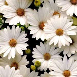 Meet your Posher, Lexie